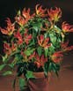 Gloriosa ROTSCHILDIANA